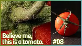 Macro Photography - You probably never saw these objects so close.