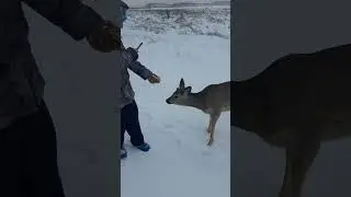Косуля 6. Попытка накормить хлебом.