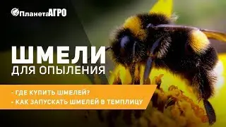 🐝 Шмели для опыления ✔️ где купить шмелей ✔️ как запускать шмелей в теплицу | 🌿 Планета Агро