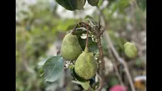 Creciendo peras en el tropico. Growing pear in the tropic.