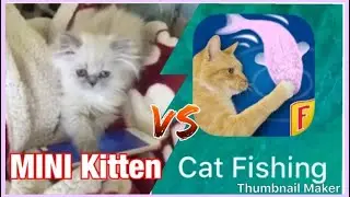 Mini Kitten playing Friskies “cat Fishing” game