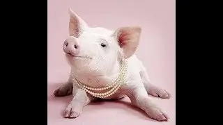 Религиозные свиньи