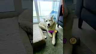 Who Made This BIG MESS? 🙊 #shorts #dog #dogs