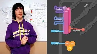 Uniones estrechas: Proteínas y funciones
