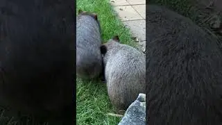 Wom-butt appreciation post. 