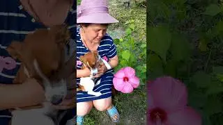 Рекс і гібіскус