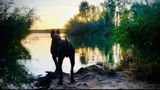 Llevo A Mi PERRO A Su Lugar FAVORITO 🌳🐾