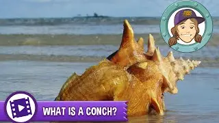 Ask Tierney - What is a conch?