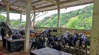 Shout-out Vlog | Rensonii na kumpay para sa alagang kambing
