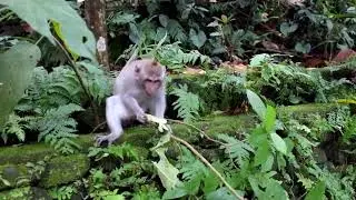 natural video, 20, Monkey Eating Leaves