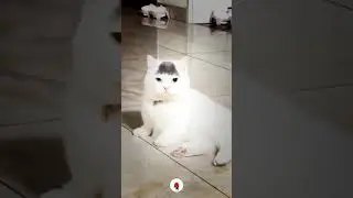 Awesone New Cat Funny and Cute Moments Part 5 #CatFunny #cat #shorts