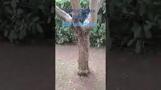 #mctutorial