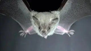 A New Bat Species for Costa Rica: The Honduran Fruit-eating Bat