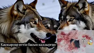 Қасқырлар иттің басын қалдырған! Волки рвали собаку на части 2024 год!