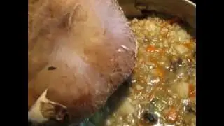 Russian Mushroom soup