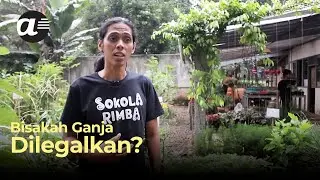 Bisakah ganja dilegalkan?