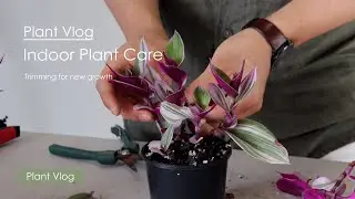 Indoor Plant Care Vlog | Trimming for new growth of Tradescantia, Epiperium, and Philodendron