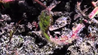 Samyang T3.1-100mm Macro Lens Cine (TEST FOOTAGE)