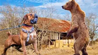 Gigantic Homestead Protector Dogs TikTok Compilation