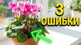 🌸 3 ОШИБКИ при выращивании ЦИКЛАМЕНОВ 🌸 Продолжаю выращивать цикламен из семян 🌸 Часть 7