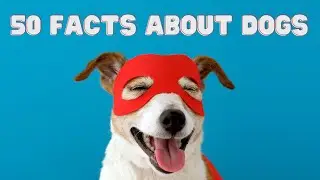 50 Amazing Facts About Dogs | Facts About Dogs You Probably Didn't Know