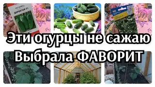 🥒ОГУРЦЫ ЭТИ РАЗОЧАРОВАЛИ✨ ⛔Сажать больше не буду⛔. 🔥МОЙ ФАВОРИТ СРЕДИ ВСЕХ ОГУРЦОВ.🔥🥒