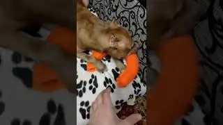 опасно