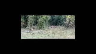 Python Constricts Leopard As It Fights Back!