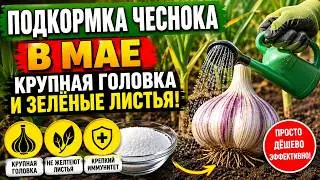 What should I feed garlic in May? The head will be the size of a fist, and the leaves won't turn ...