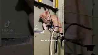 когда кот дурак! кот электрик!