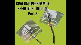 Grafting Persimmon Seedlings Tutorial - Part 3 (Final)