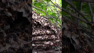 Huge honeycomb behind wooden slat😱 | Tropical Forest Bees #wasps