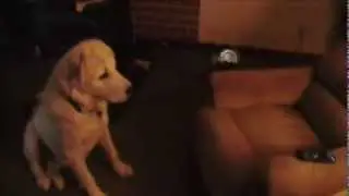 Dakota My Great Pyrenees When My Cell Phone Rings