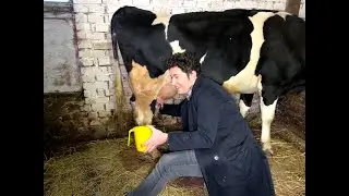 ШУРОВ ДОЇТЬ КОРОВУ 