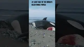 Killer whale getting extinct #shorts #whale  #killerwhales  #orcas #killerwhaleshow #killerwhale