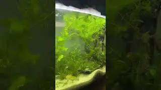 Аквариум задымился 🔥генератор тумана с алиэкспресс.