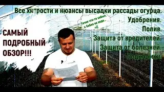Все хитрости высадки рассады огурца. Защита, подвязка, питание.
 