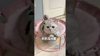 #布偶猫 #张嘟嘟 #银渐层 #我和我的冤种猫咪 #短剧 妈妈我想退学…