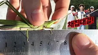 가장 긴 풀벌레를 찾아라! 생물타임어택