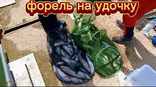 Форель ловят мешками на удочку. 