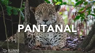Pantanal