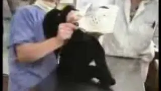 Гей собака