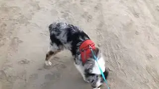 My dog, he go on an adventure