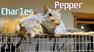 The Adventures of Charles & Pepper - SuperCut