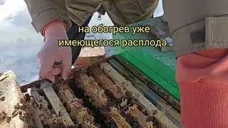 Почему надо лечить пчёл от клеща именно сейчас?