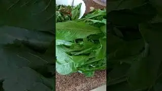 Латук дикий