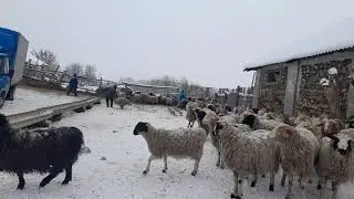 ЭДИЛЬБАЕВСКИЕ ОВЦЫ
