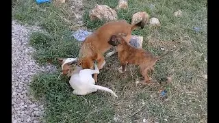 Limping White dog/Mother dog/Sibling Stray pups eating raw chicken feet/nuggets/watermelon/cake 