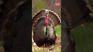 Double Tap His Head For Good Luck This Season! 