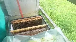 пчеломатки из НИИ, итог подсадки. Система никот - начало.